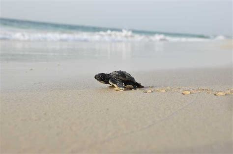 From Boa Vista: Turtle Watching and Nesting Evening Tour | GetYourGuide