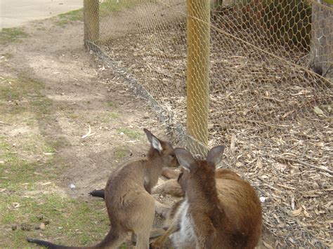 Ballarat Wildlife Park - Australia Photo (560464) - Fanpop