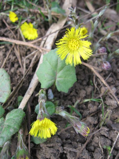 Coltsfoot | Plant-Lore