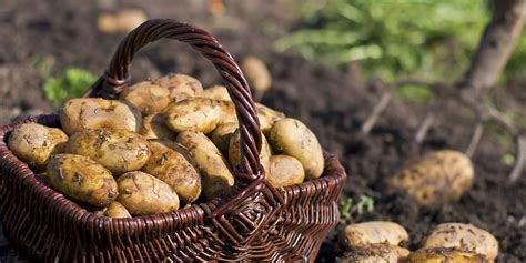 After 168 Years, Potato Famine Mystery Solved | HISTORY