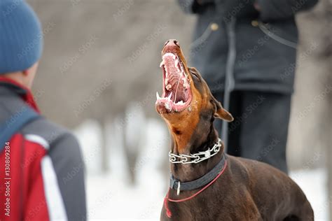 angry dangerous doberman dog protection barking attacks Stock Photo | Adobe Stock