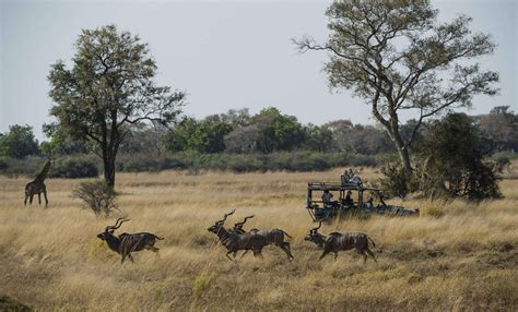 Wildlife safaris in Botswana | Expert Africa