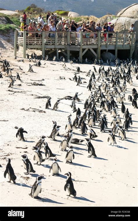 African Penguin colony (Jackass penguins), Foxy Beach, Boulders Beach ...