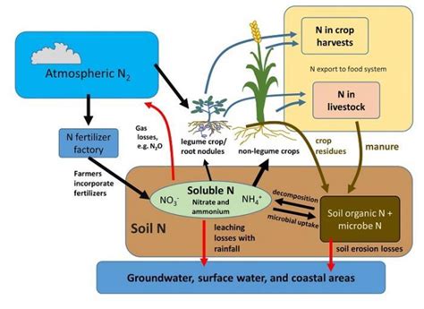 The Nitrogen Cycle and Human Management of Soils