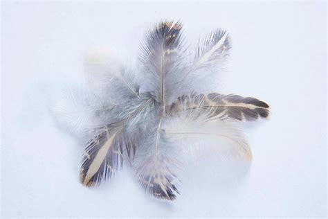 25 Quail Feathers Assorted Sizes - Etsy