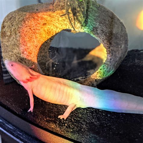 Rainbow-lotl : r/axolotls