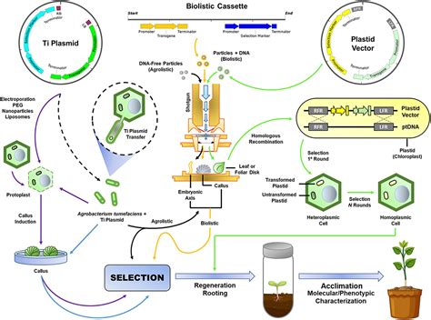 Frontiers | Insights Into Genetic and Molecular Elements for Transgenic Crop Development