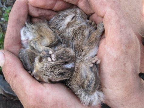 Newborn hares, like these baby Snowshoe Hares, are born fully furred and can open their eyes ...