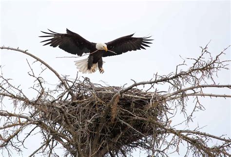 写真付きのさまざまな種類の鳥の巣 - 一般ブログサイト