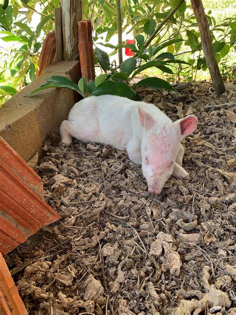 Brazil Local Rescues Rare Albino Tapir Abandoned By Mum - ViralTab