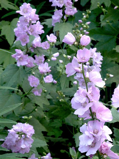 Sun-loving mountain hollyhock is garden stunner | Bonner County Daily Bee