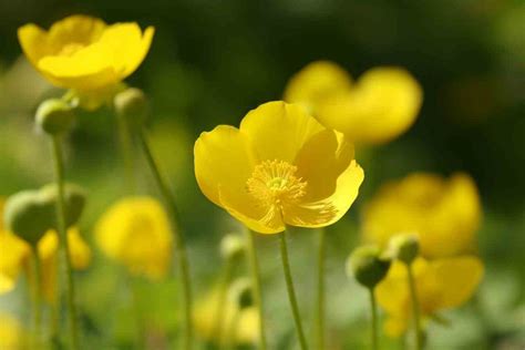 Celandine Flower Meaning, Symbolism & Spiritual Significance - Foliage ...