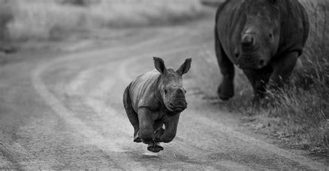 Baby Rhino: 5 Calf Pictures & 5 Facts - A-Z Animals