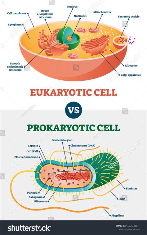 Cell Membrane Function In Prokaryotic Cells