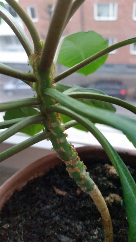 identification - Is this plant an indoor palm of some kind? - Gardening & Landscaping Stack Exchange