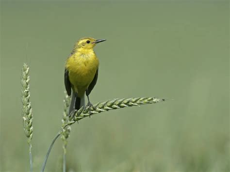 Yellowhammer Bird Facts (Emberiza citrinella) | Birdfact