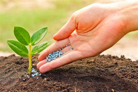 How to apply fertilizers? - ABC of Agri