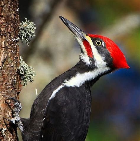 The Pileated Woodpecker: Red-Crested Rarity - Plant Talk