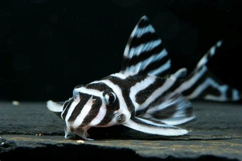 Zebra Pleco: Info with Care Details and Pictures