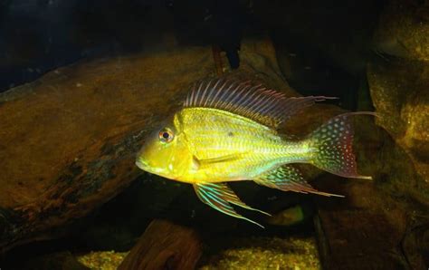 Geophagus Altifrons Care, Size, Tank Mates & Types - Fish Laboratory