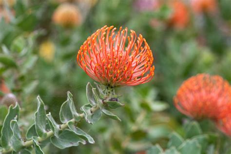 Leucospermum cordifolium - BBC Gardeners World Magazine