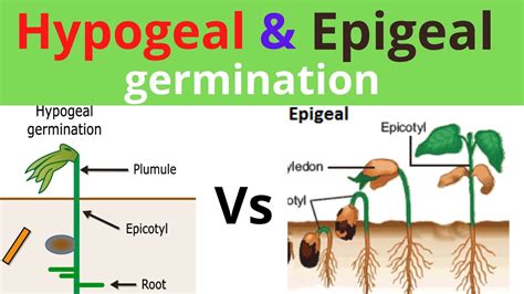 Epigeal Germination