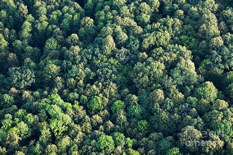 Aerial View Of Forest Photograph by Mariusz Szczygiel