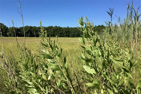 Marsh elder (Iva frutescens) – Seashore to Forest Floor