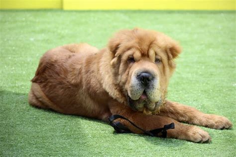 The Bear Coat Shar Pei - Why You Won’t Find Another Dog Quite As Unique | Your Dog Advisor
