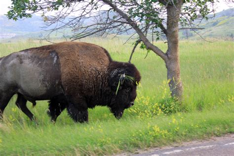 Wild Bison at Theodore Roosevelt National Park, North Dakota image - Free stock photo - Public ...