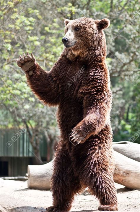 bear standing - Google Search | Brown bear, Bear tattoos, Bear pictures