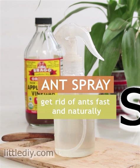 How To Get Rid Of Sugar Ants Vinegar