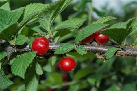 Fruit Garden. Felt or Chinese Cherry Latin: Prunus Tomentosa on a Tree Branch, Close Up Stock ...