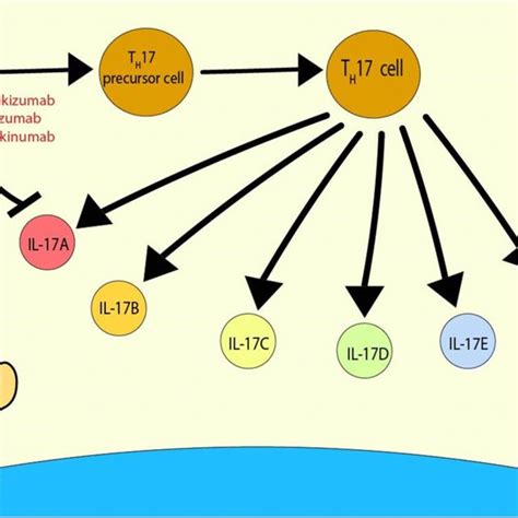 IL-17 cytokines and receptors. IL-17 inhibitors stop the IL-17 ...