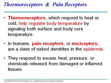 Thermoreceptors & Pain Receptors