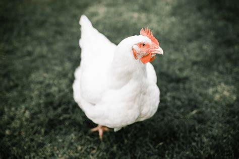 Broiler Chicken Breeds: 16 of the Best Meat Chickens - Amy K. Fewell