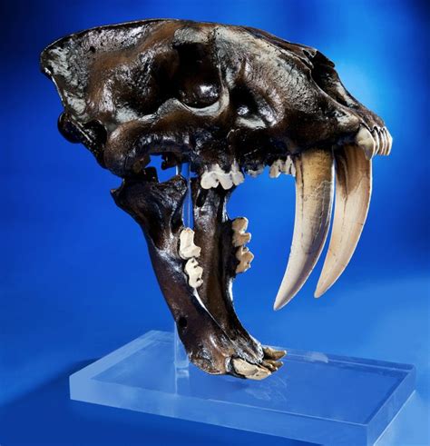 245 best images about Sabertooth's Pride: Fossils and Extinct Felids on Pinterest | American ...