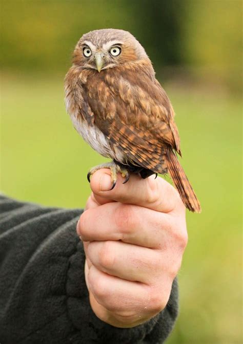 74 best pygmy owl images on Pinterest | Barn owls, Birds and Owls