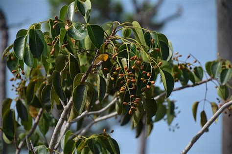 Poisonous trees in Florida | Florida Hikes!