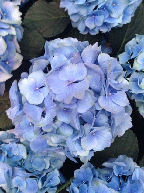 Blue Hydrangea Flowers For Sale / Hydrangea (Hortensia) | A to Z ...