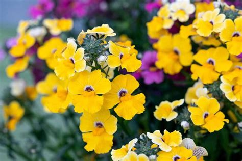 How to Grow and Care for Nemesia Flowers | Gardener’s Path