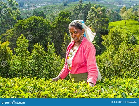 Harvest in the Tea Fields, Tea Editorial Photo - Image of farm, beauty ...