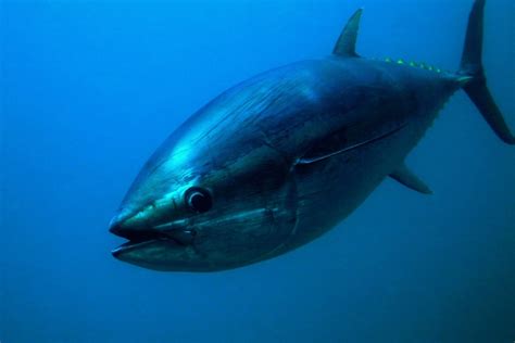 [Withdrawn] Bluefin tuna in the UK - GOV.UK