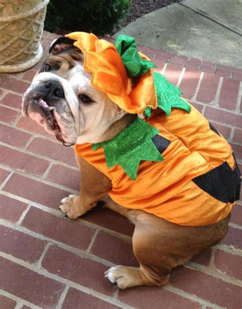 Happy Halloween | Bulldog halloween costumes, Dog halloween, Pet halloween costumes