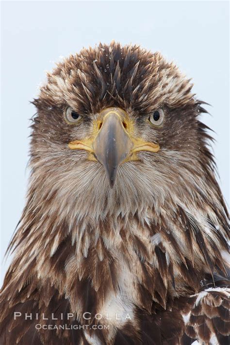 Juvenile Bald Eagle, Alaska – Natural History Photography Blog