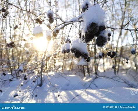 Berry tree in winter stock photo. Image of detail, berries - 109450144