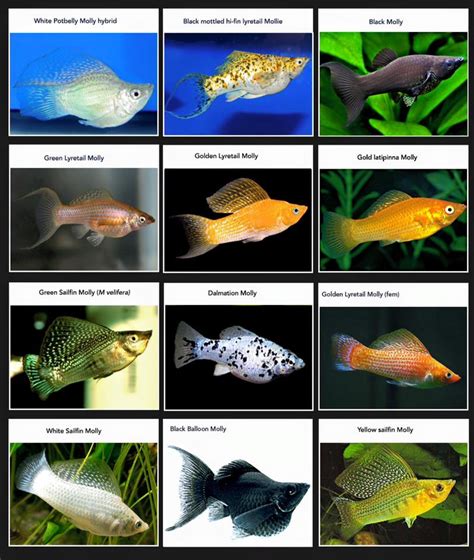 Molly Fish Information | Fish Aquarium World