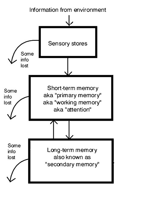 The Atkinson-Shiffrin Model | in Chapter 06: Memory