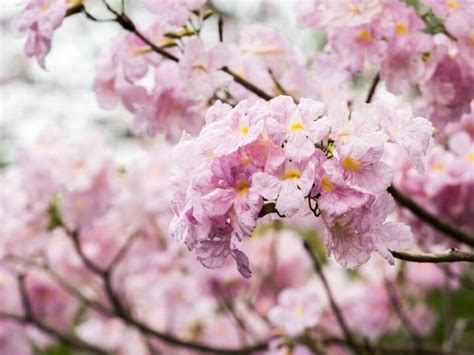 30 Beautiful Types of Caribbean Flowers - Petal Republic