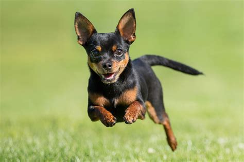 Chihuahua Dog Breed » Information, Pictures, & More